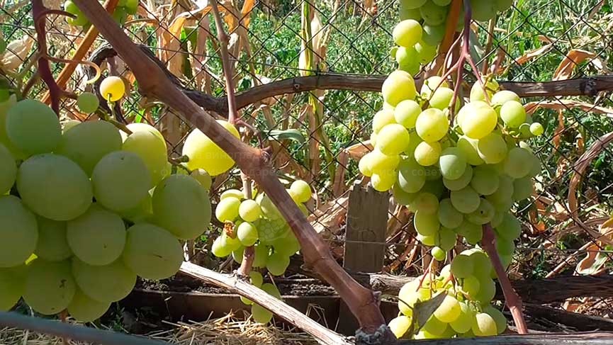 Описание и характеристика винограда сорта Кеша, посадка и уход