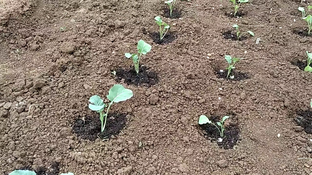 Когда и как правильно окучивать капусту после высадки в грунт