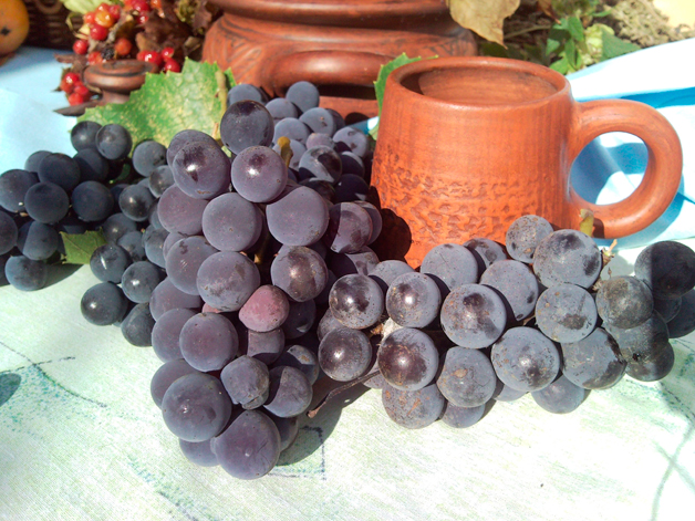 Хранение черенков винограда зимой: как подготовить, чем обработать и где хранить до весны