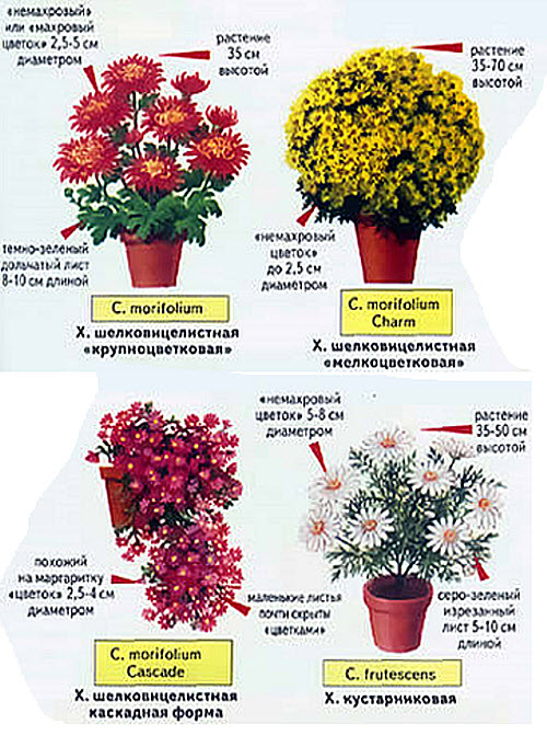 Почему не цветут хризантемы в открытом грунте: причины и как ускорить процесс