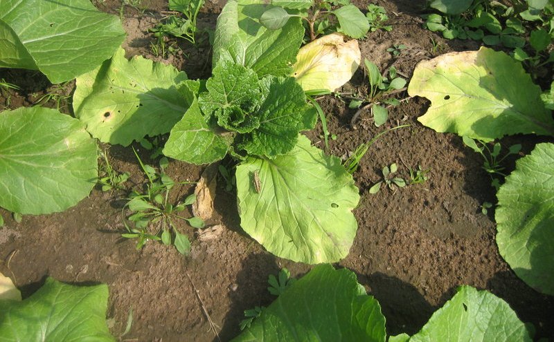 ✅ почему и что делать, если у рассады капусты сохнут листья и становятся желтыми - tehnomir32.ru