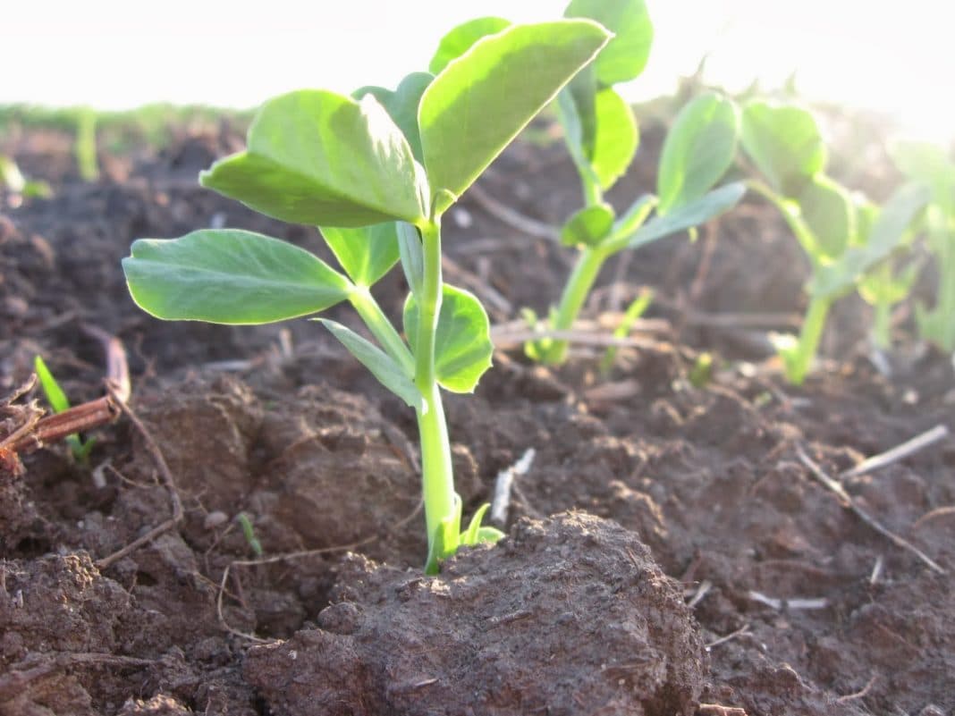 Выращивание гороха в открытом грунте, агротехника + фото и видео