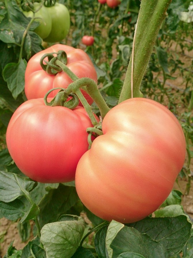 Томат "микадо розовый": описание сорта помидоров с фото русский фермер