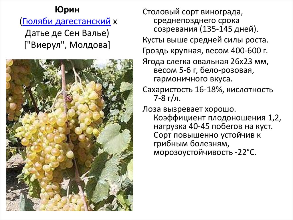 Сорт винограда ливия: что нужно знать о нем, описание сорта, отзывы