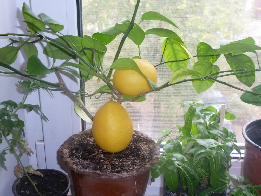 Как ухаживать за лимоном в домашних условиях и выращивание комнатного лимона дома в горшке, уход и размножение лимонного дерева