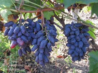 Сорт винограда памяти негруля: описание, фото