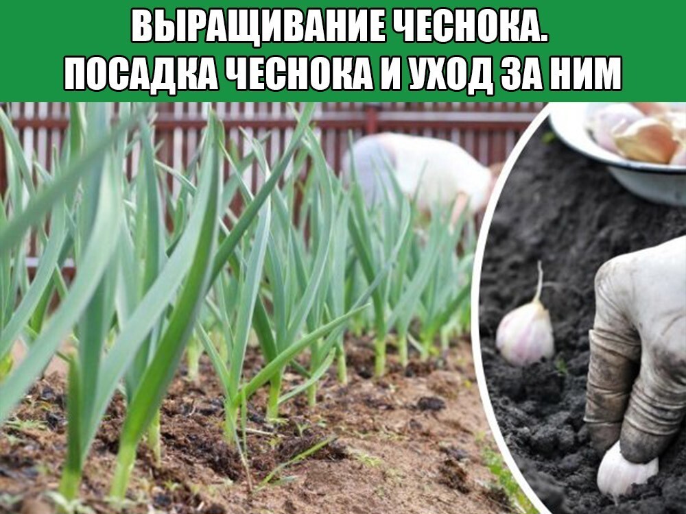 Когда нужно выкапывать чеснок в Саратовской области и других регионах