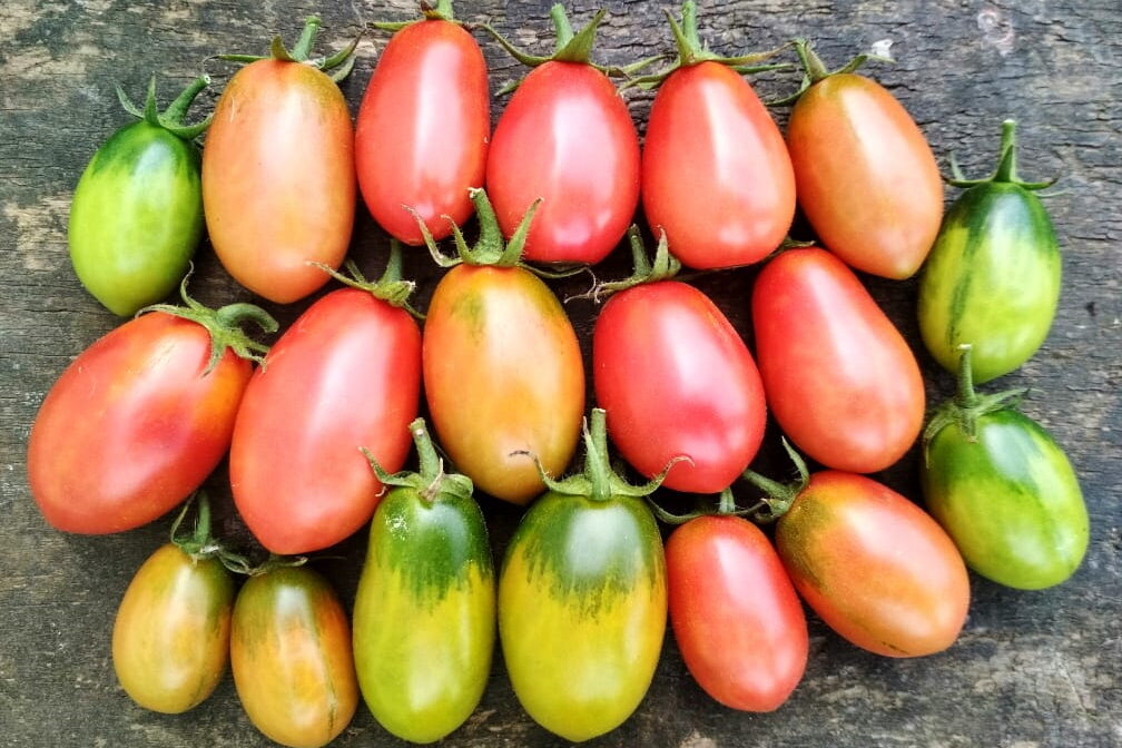 Великолепный фаворит дачников томат «чио чио сан»: описание сорта, характеристика, фото