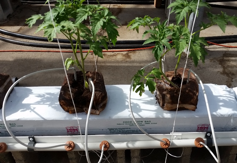 Как вырастить помидоры на гидропонике?