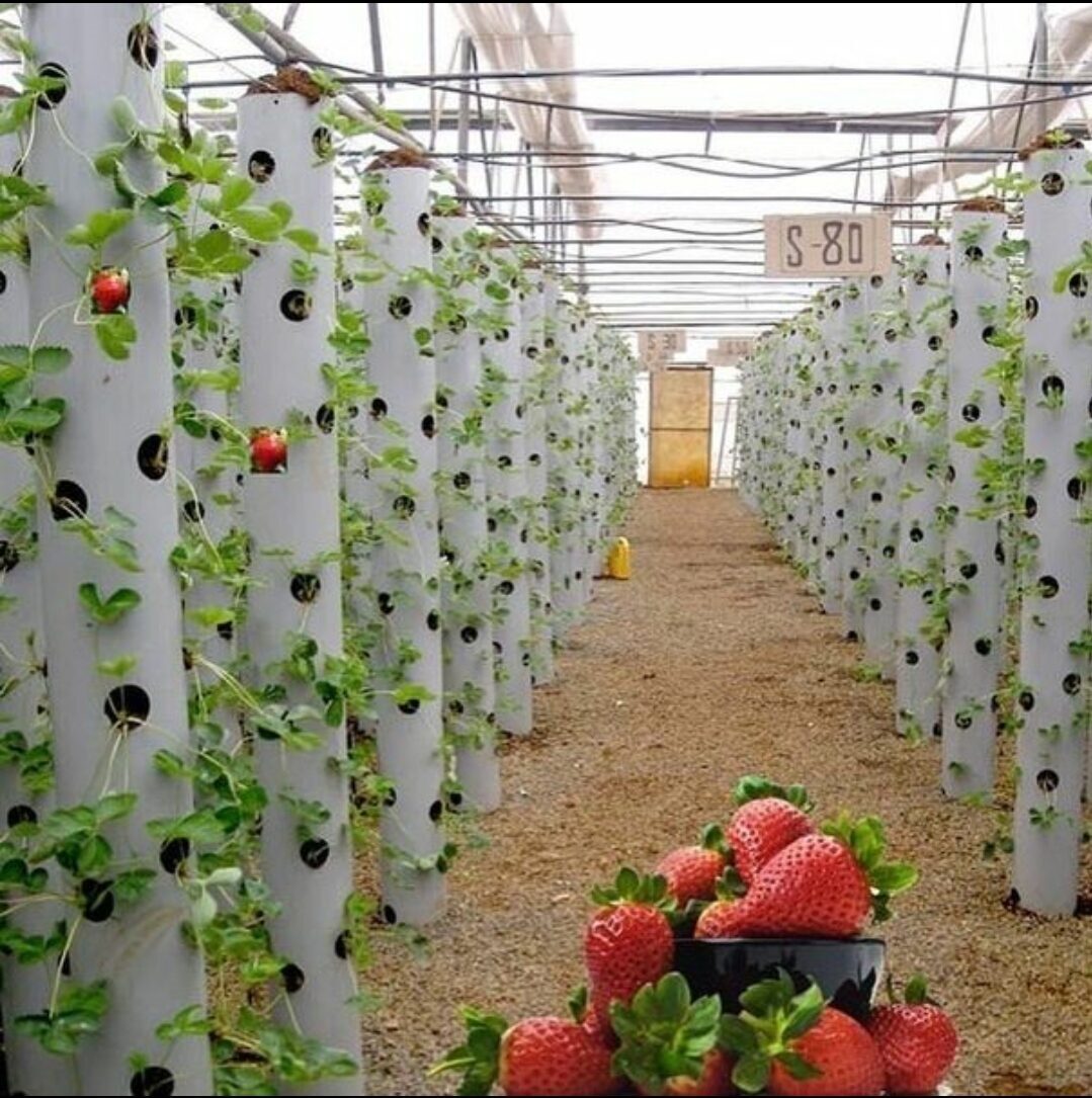 Бизнес идея выращивание клубники в открытом грунте дома и другие способы