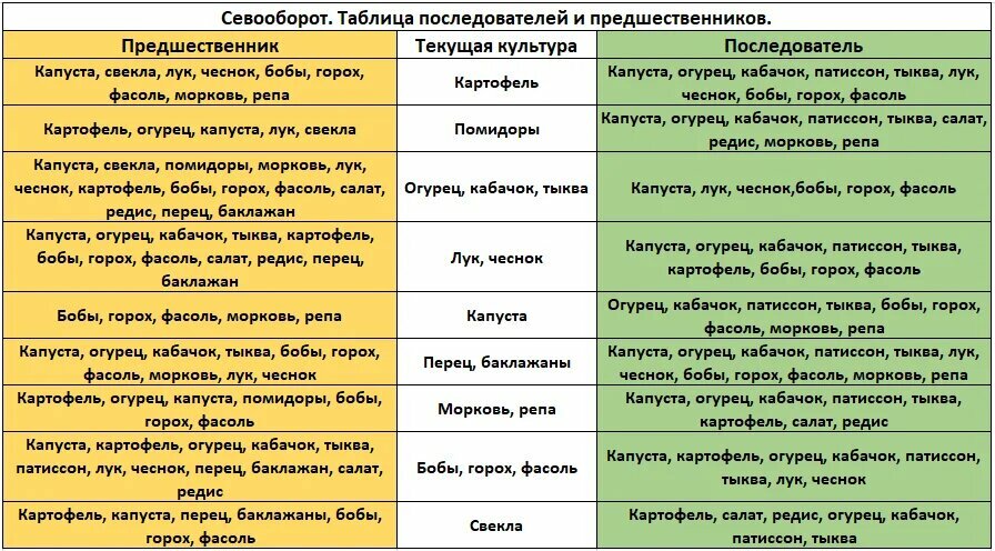 Плюсы и минусы соседства моркови и свеклы на одной грядке, хорошие и плохие предшественники