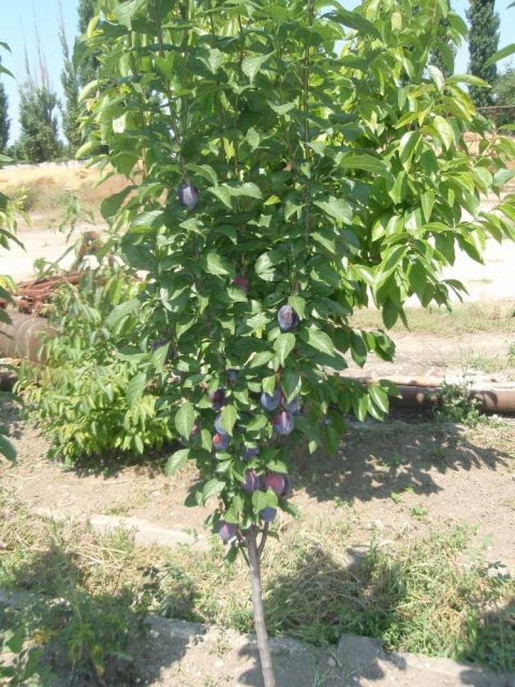 Слива маньчжурская красавица: описание сорта и опылители, выращивание и уход с фото