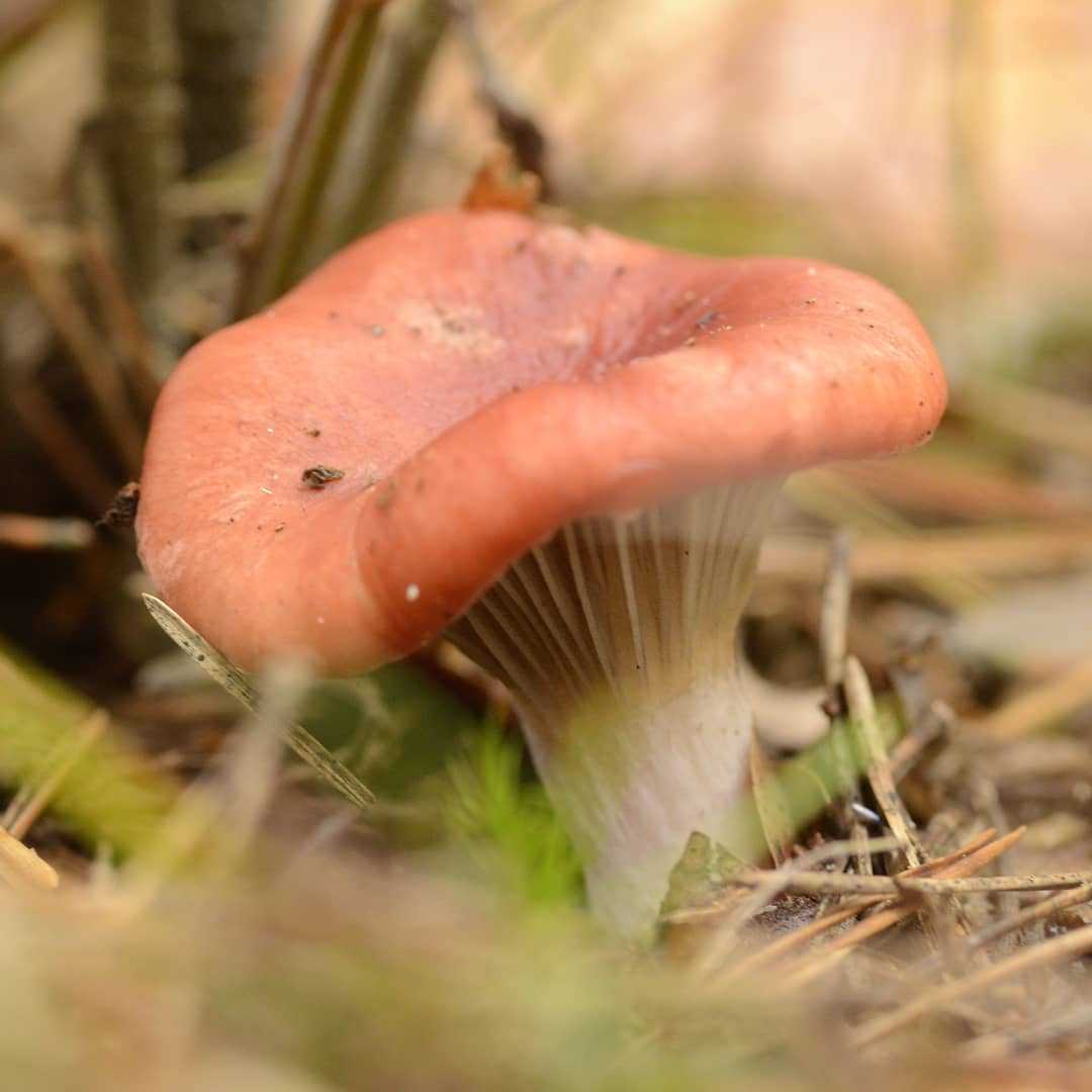 Королевские грибы для засолки, которые появляются в лесу в сентябре