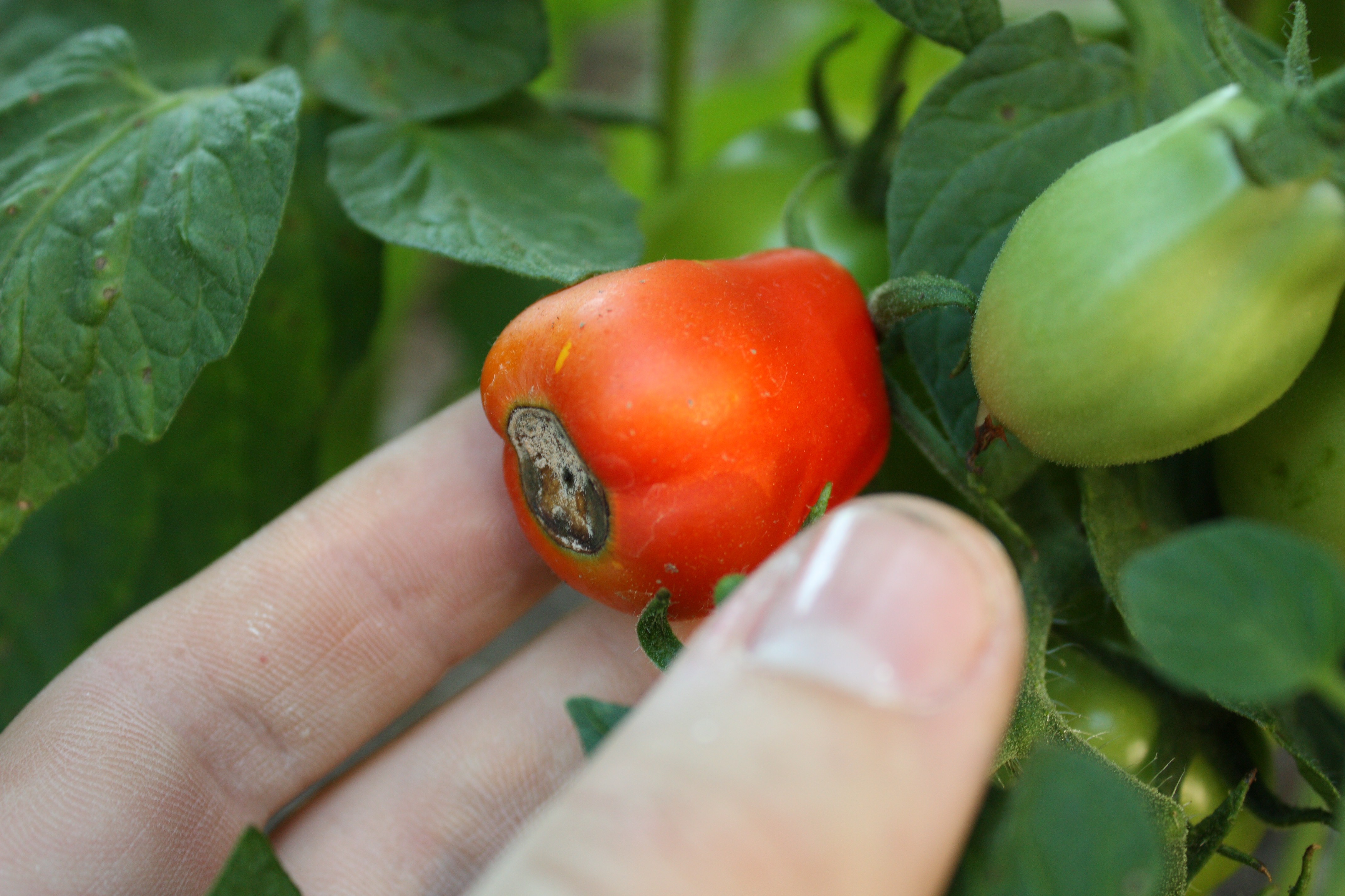 Чернеют помидоры на кусту: почему это происходит и что делать
