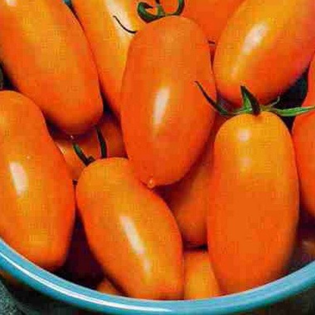 Томат банан оранжевый - описание сорта, фото, урожайность и отзывы садоводов - журнал "совхозик"