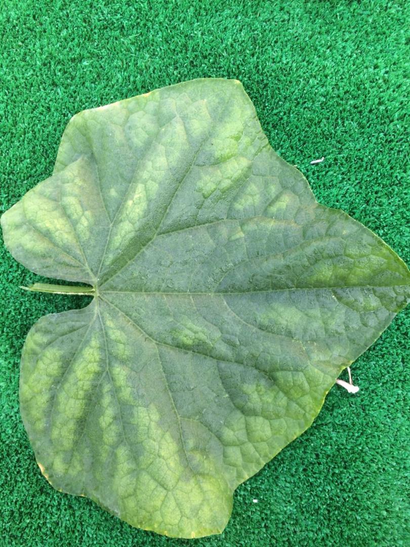 Листья огурцов бледно зеленые причина что делать фото