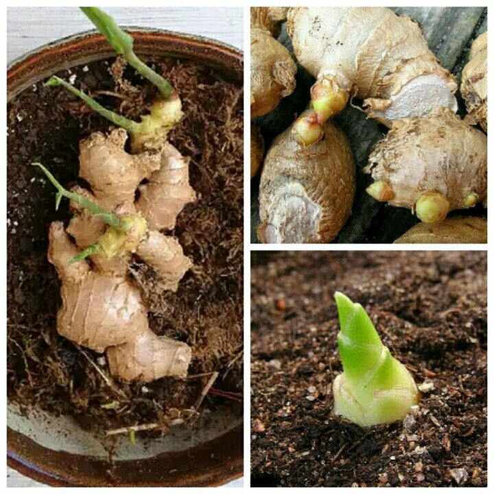 Как вырастить имбирь: выращивание в домашних условиях, как посадить корень купленный в магазине и ухаживать, как цветет, посадка в горшок