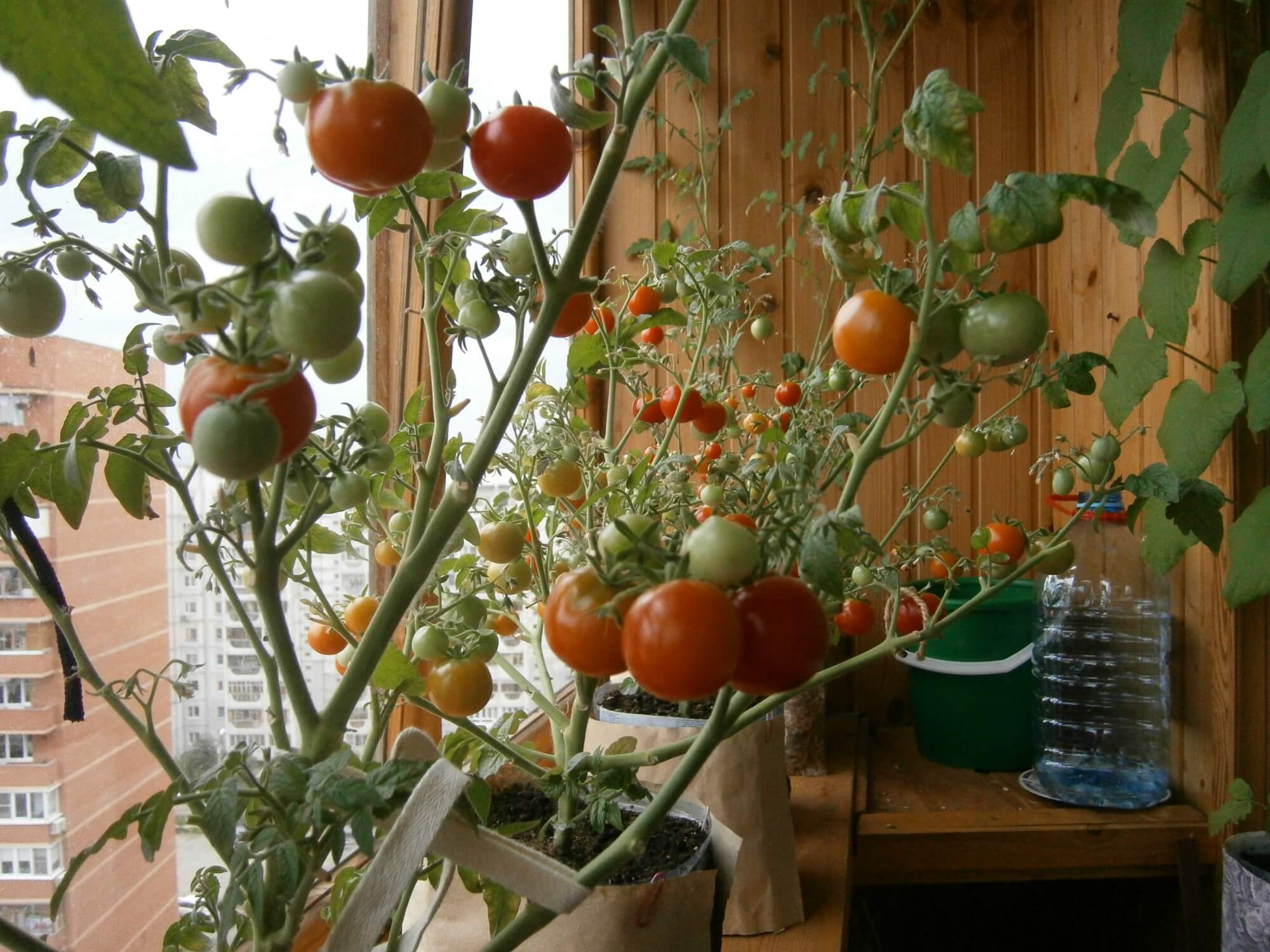 Ампельные томаты: сорта, особенности выращивания