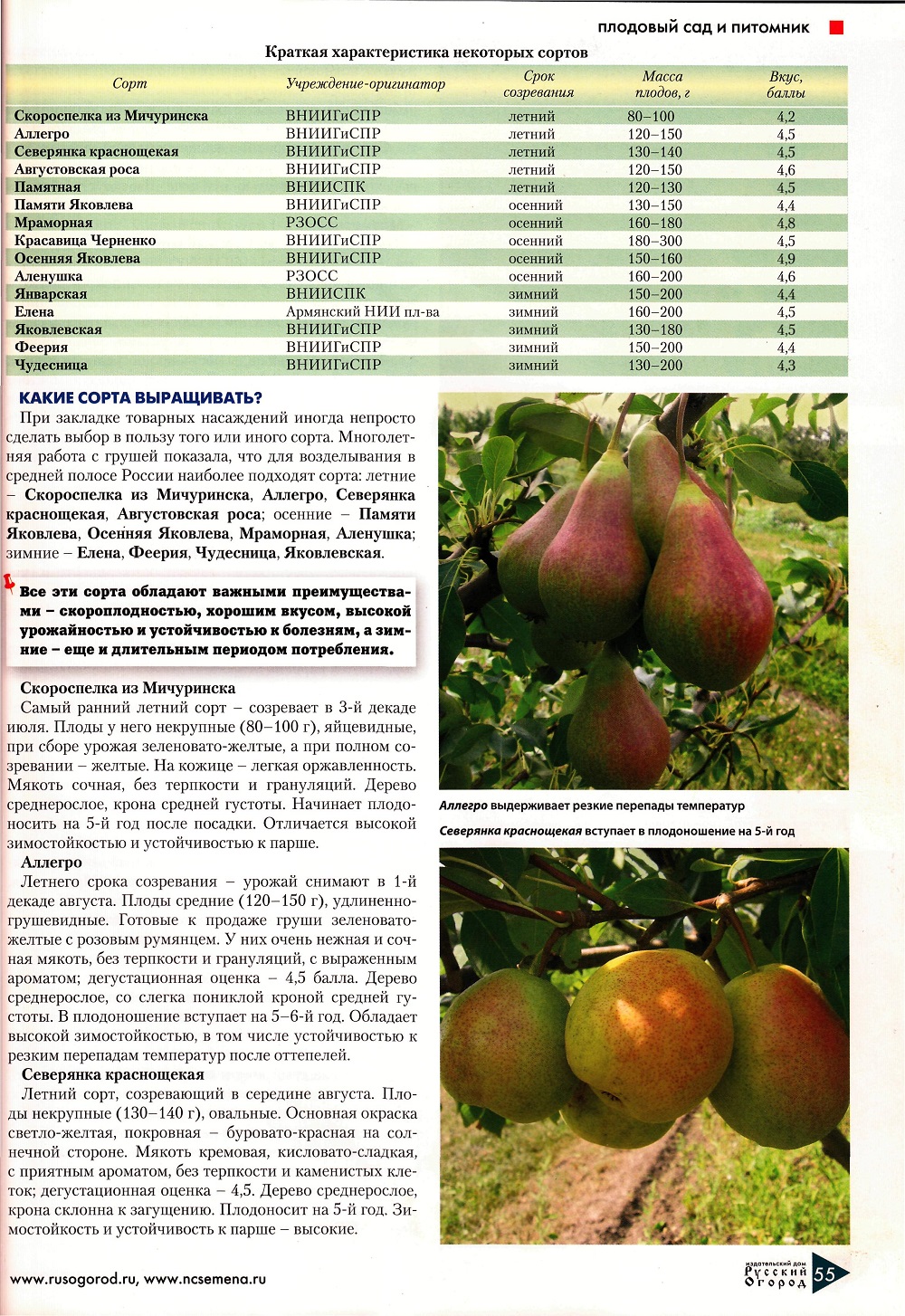 Груша лада: описание и характеристики, сроки созревания плодов, уход и выращивание