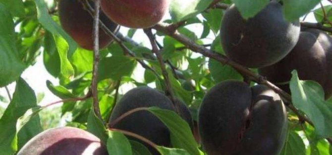 Почему абрикос сбрасывает зеленые плоды: наиболее частые причины и лечение