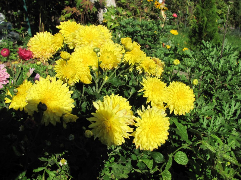 Почему не цветут хризантемы в домашних условиях - как ускорить цветение?