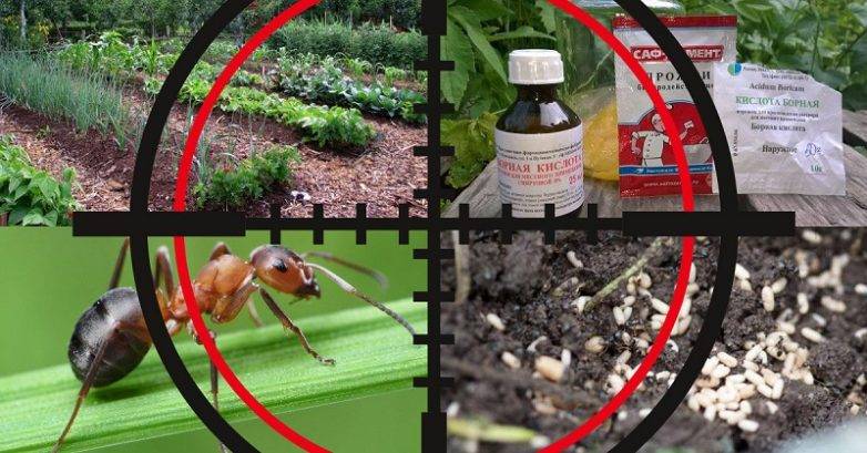 Методы борьбы с муравьями на грядках с огурцами