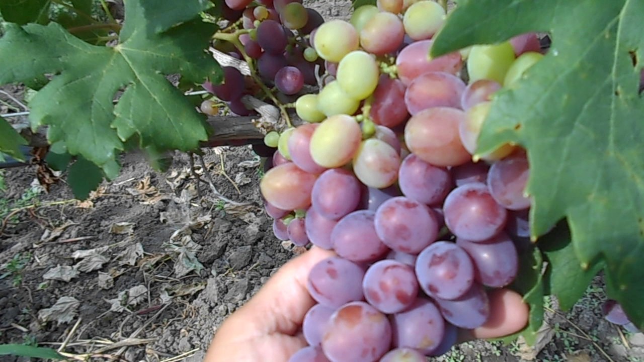 Заря несветая — сорт винограда