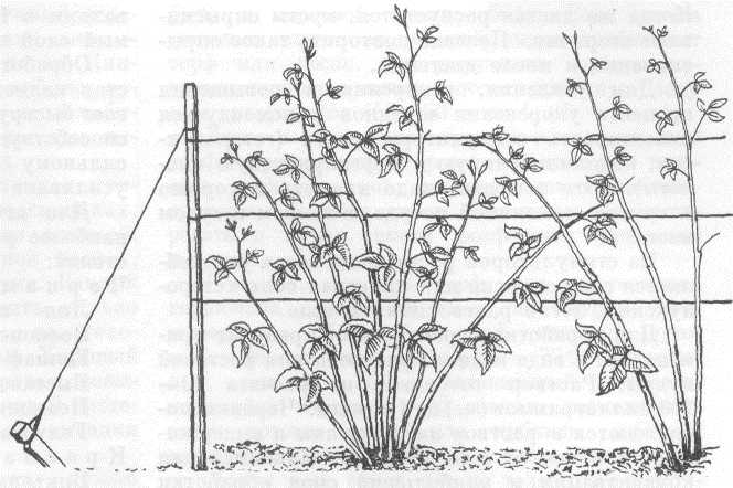 Ремонтантная малина: посадка и уход, выращивание из саженцев, обрезка, размножение, фото