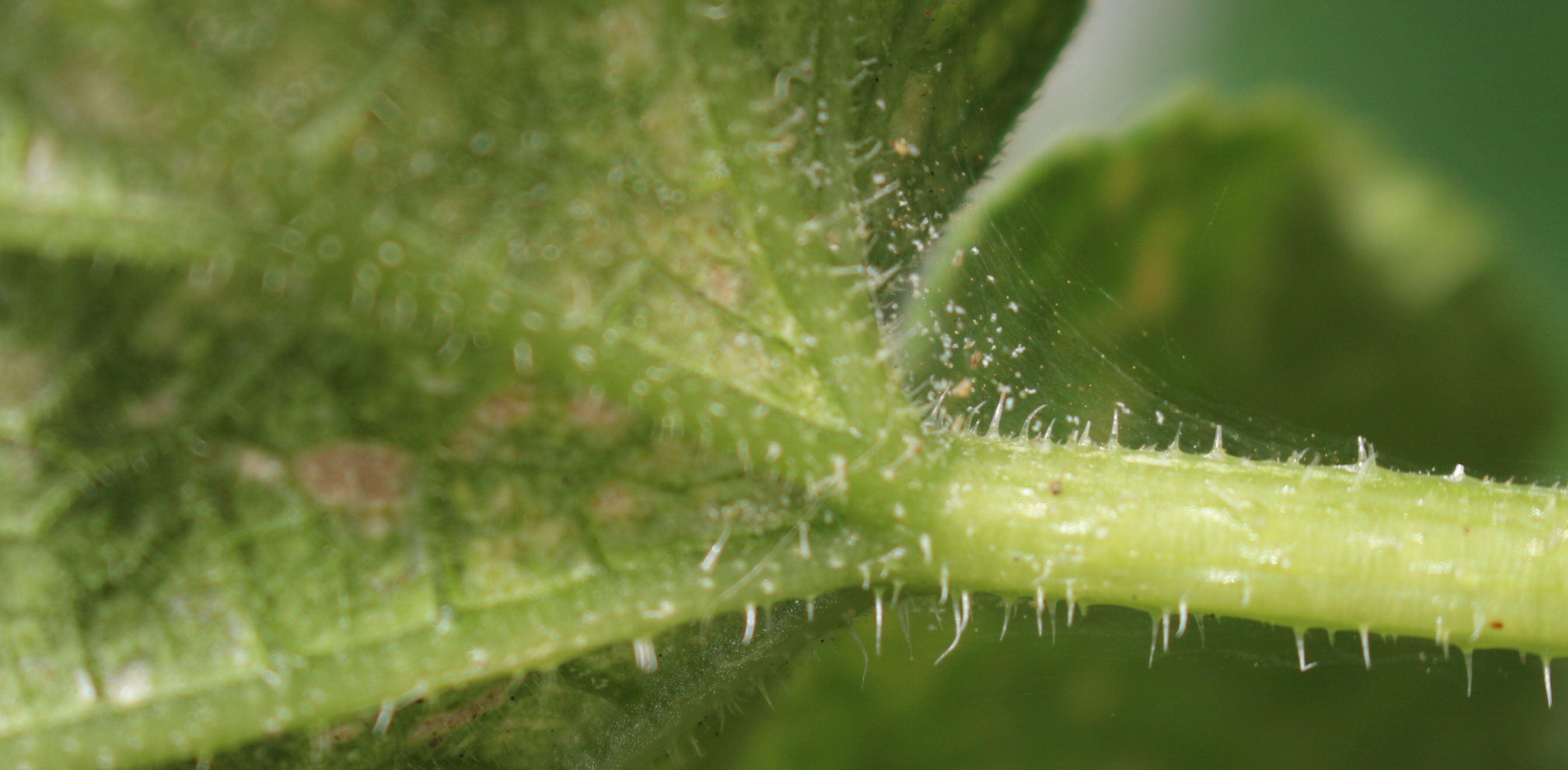 Малинная стеблевая муха: как уберечь урожай?