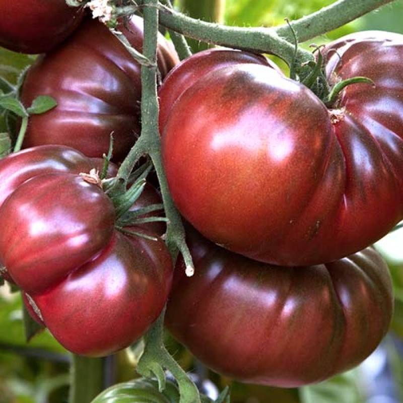 Ранняя сладость: рассказываем о томате чудо гроздь