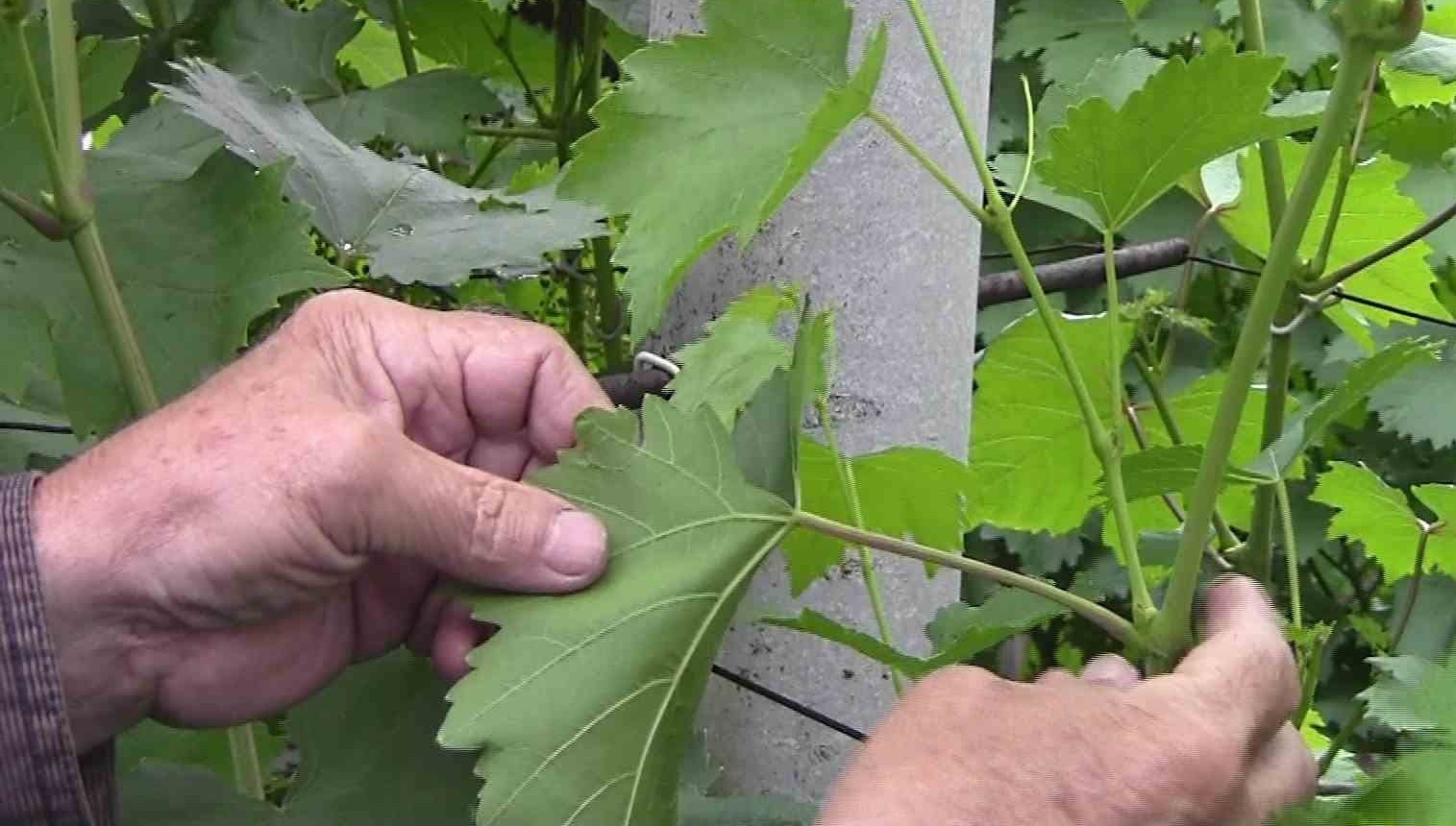 Почему не плодоносит виноград - как определить и устранить причину