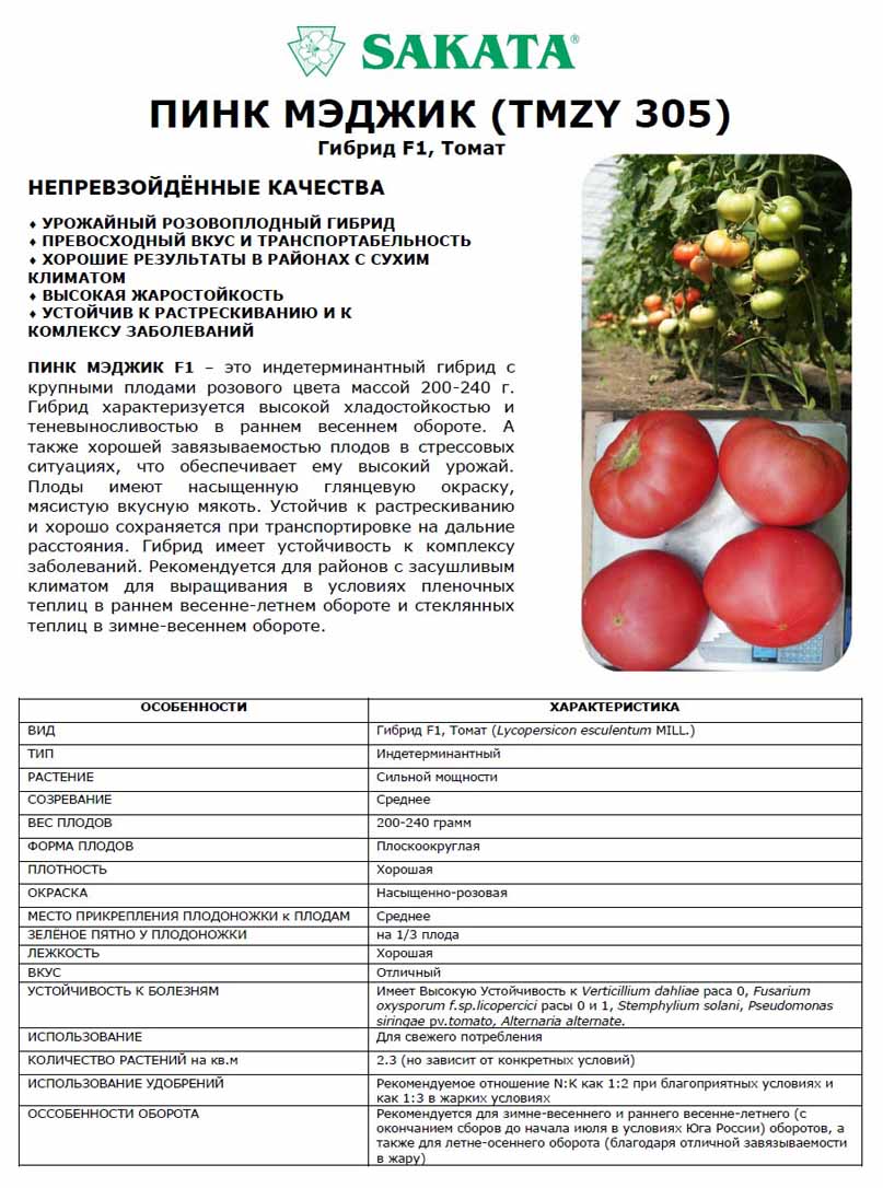 Описание томатов Пинк Мэджик, характеристика плодов и борьба с вредителями