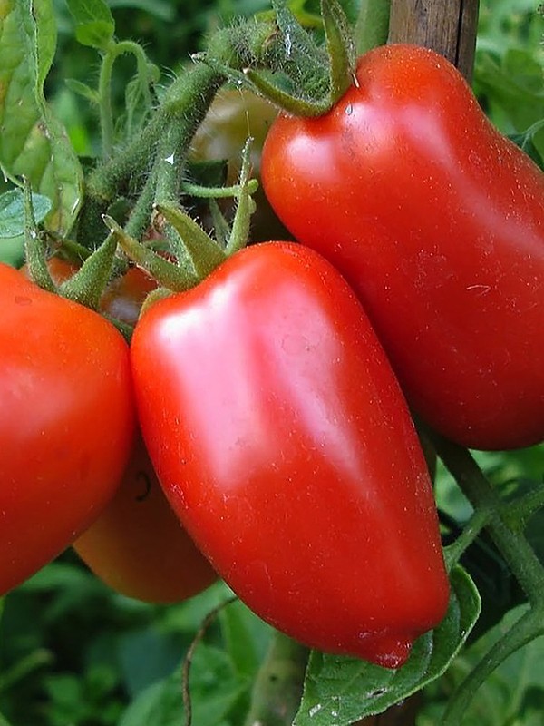 Какие самые лучшие, урожайные и стойкие к болезням сорта томатов для теплицы – дачные дела