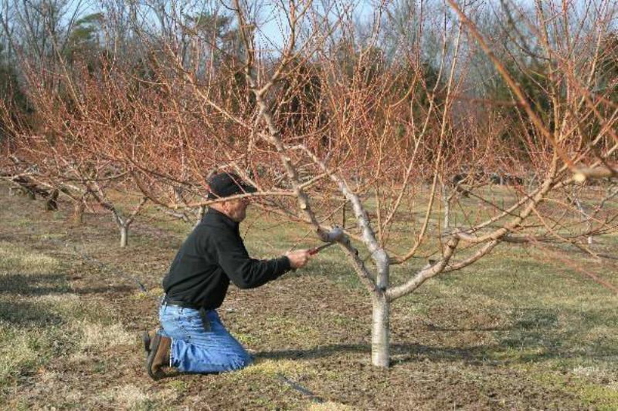 Почему не плодоносит слива: причины и что делать, как заставить дерево давать урожай