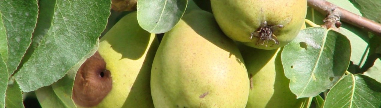 Почему трескаются плоды груши и что с этим делать