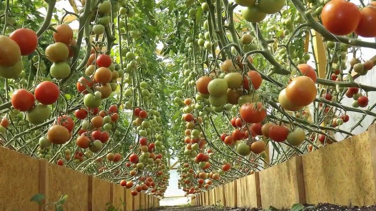 Секреты выращивания томатов в теплице из поликарбоната: весь процесс от а до я