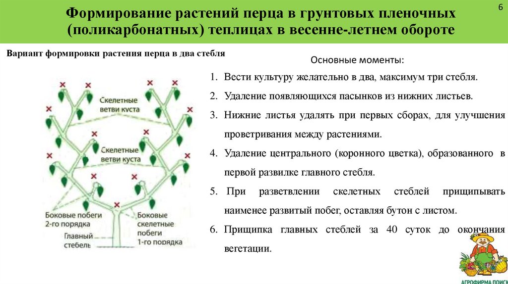 Формирование перцев в теплице: схема структуры и значение процедуры русский фермер