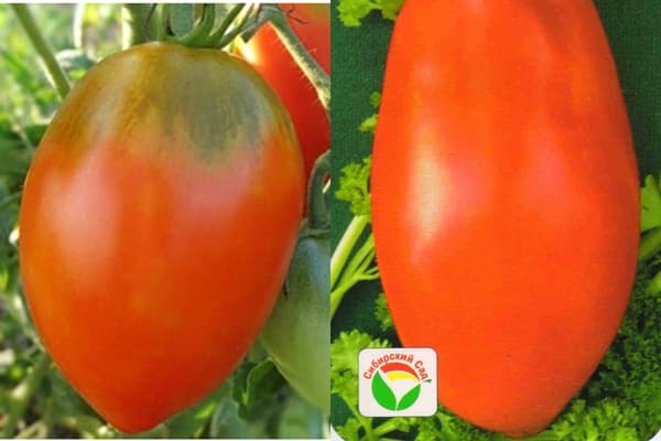Сорта помидоров с фото и описанием: сроки созревания и характеристики