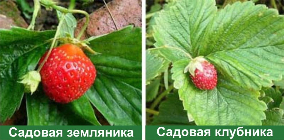 Отличие между клубникой и земляникой — состав ягод, ботанические отличия