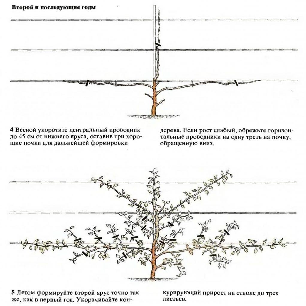 Ежевика торнфри - описание сорта, фото и отзывы, выращивание и уход, формирование куста