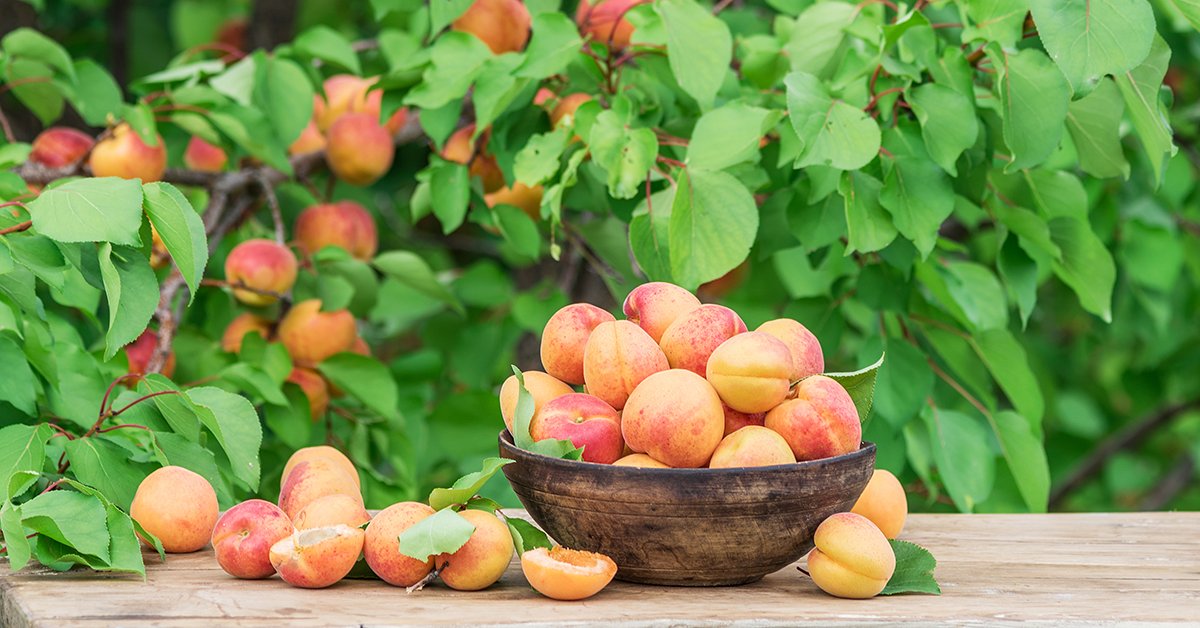 Дерево персик в саду: посадка и уход за персиком, фото сортов, видео