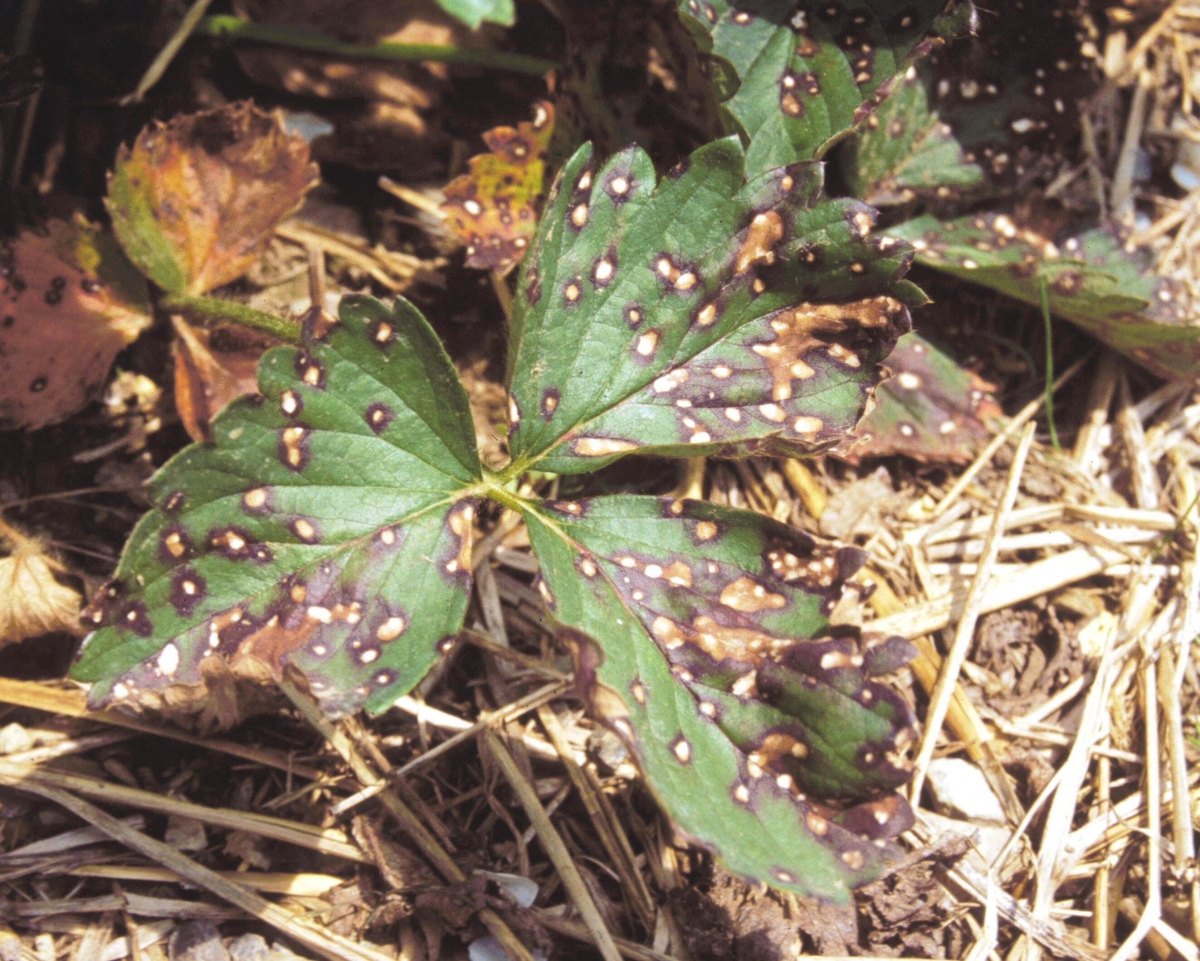Обработка клубники весной от вредителей и болезней, чем и когда опрыскивать землянику