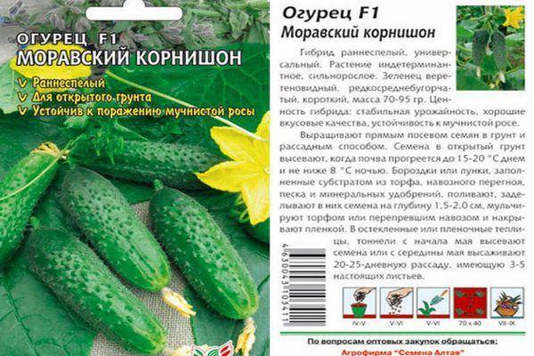 Описание огурцов Моравский корнишон f1 и рекомендации по выращиванию гибрида