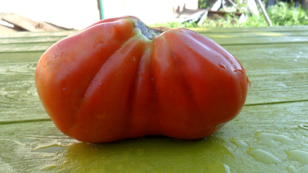 Томат "груша красная": описание сорта, фото, особенности выращивания отличного урожая помидор русский фермер