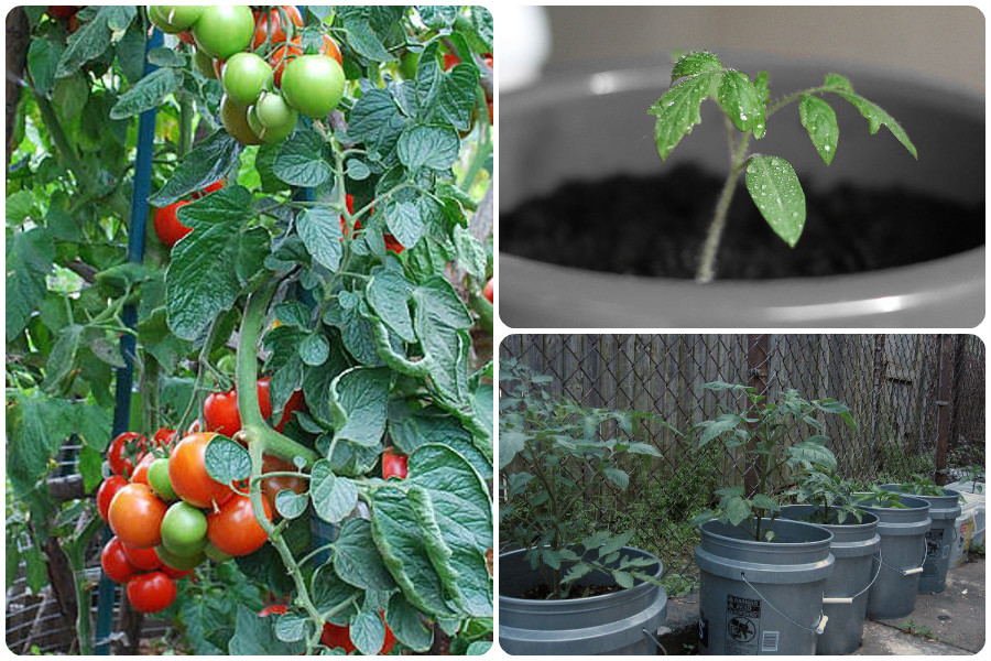Способы выращивания помидоров. Подвязка помидор индетерминантные. Помидоры в огороде. Помидоры растут. Помидоры в открытом грунте.