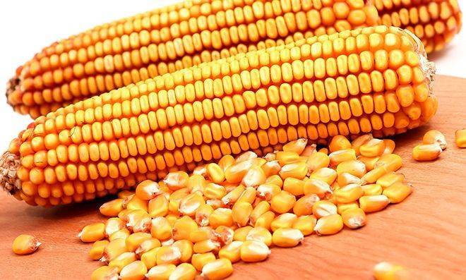 К какому семейству и виду относится кукуруза: овощ, фрукт или злак