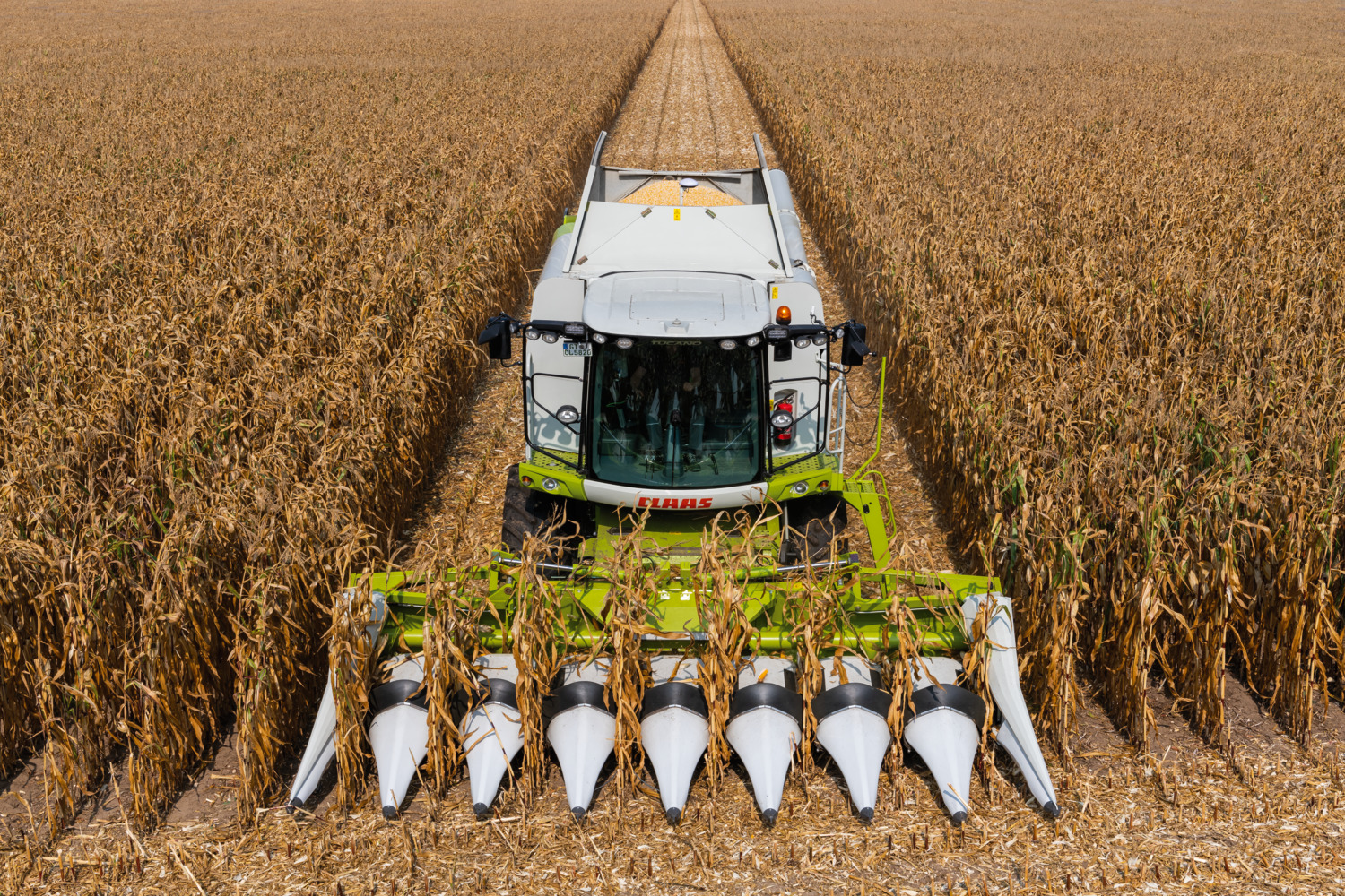 Кукуруза на силос: уборка, технология возделывания, сорта и урожайность