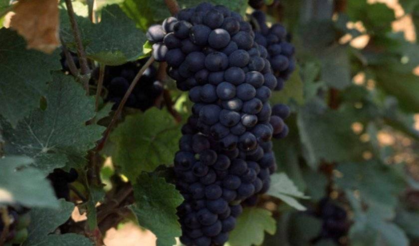 Пино гриджио (pinot гри, фран, блан) - вино и описание сорта винограда