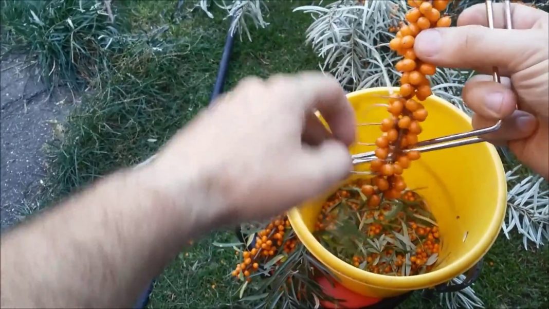 Как обрезать крыжовник чтобы был хороший урожай: подробная инструкция для садоводов