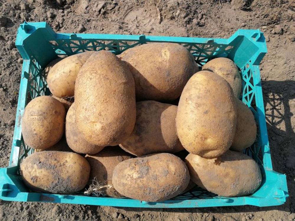 ᐉ сорт картофеля «наташа» – описание и фото - roza-zanoza.ru